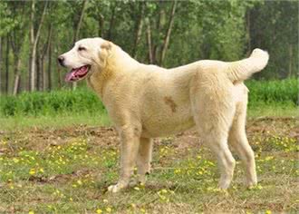体重180多斤的中亚牧羊犬,你见过吗?
