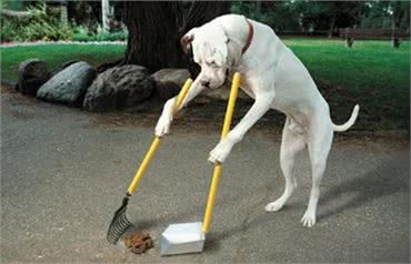 体重180多斤的中亚牧羊犬,你见过吗?