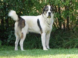 体重180多斤的中亚牧羊犬,你见过吗?