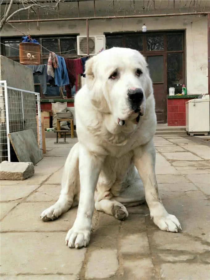 体重180多斤的中亚牧羊犬,你见过吗?