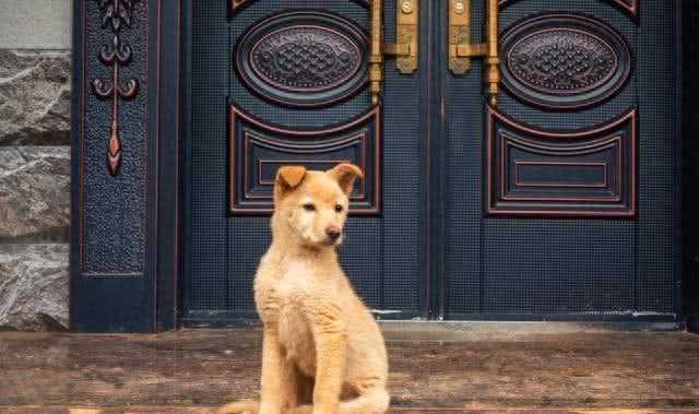 主人怎么样杀狗的过程