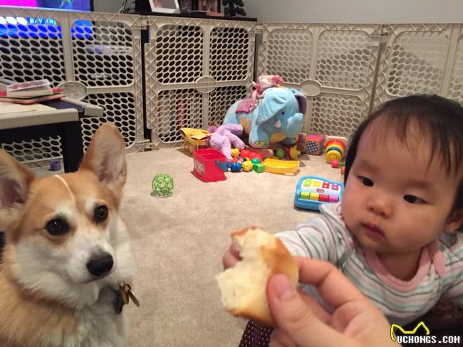 13个理由证明,原来很多时候养狗狗和养小孩,就是同一回事