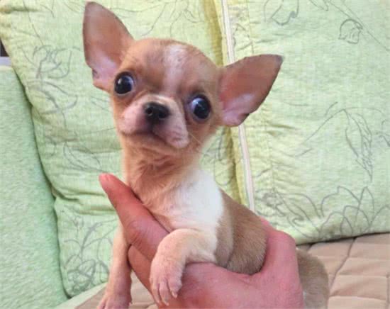 体型较小适合家养的吉娃娃狗,它就是一只大活宝!