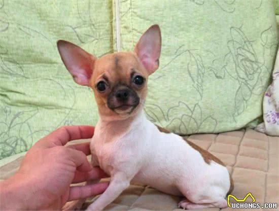 体型较小适合家养的吉娃娃狗,它就是一只大活宝!