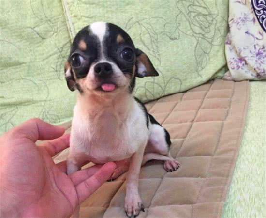 体型较小适合家养的吉娃娃狗,它就是一只大活宝!