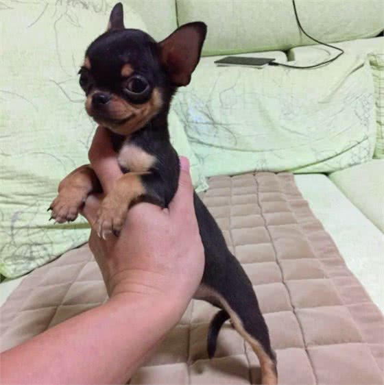 体型较小适合家养的吉娃娃狗,它就是一只大活宝!