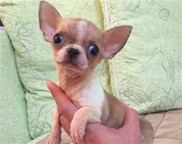 体型较小适合家养的吉娃娃狗，它就是一只大活宝!