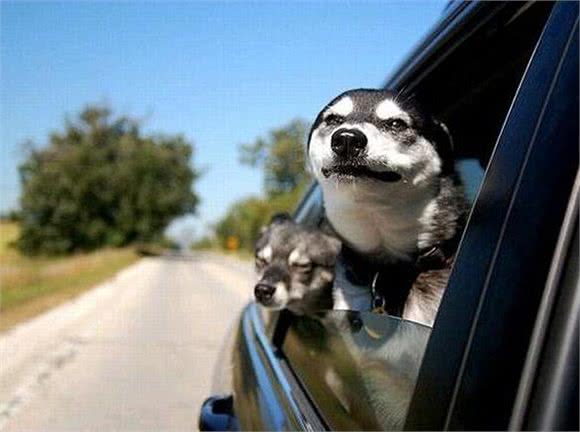 辟谣:狗狗坐车总爱把头伸出窗外,它真的是在享受微风吗?