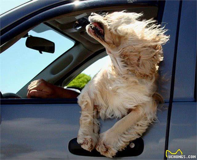 辟谣:狗狗坐车总爱把头伸出窗外,它真的是在享受微风吗?