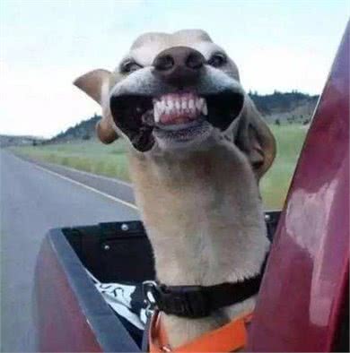 辟谣：狗狗坐车总爱把头伸出窗外，它真的是在享受微风吗?