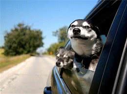 辟谣：狗狗坐车总爱把头伸出窗外，它真的是在享受微风吗?