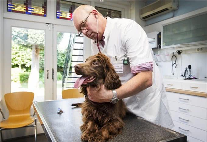狗狗身上味道太重!洗澡也没用?做对清洁真的很重要