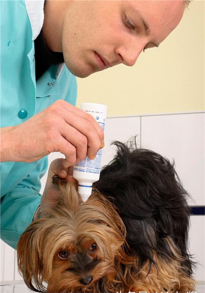 狗狗身上味道太重!洗澡也没用?做对清洁真的很重要