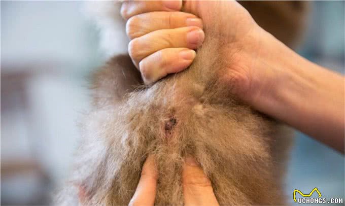 狗狗身上味道太重!洗澡也没用?做对清洁真的很重要