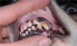 狗狗身上味道太重!洗澡也没用?做对清洁真的很重要