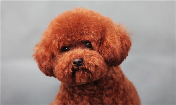 宠物养护知识:贵宾幼犬怎么养,小小的温度差就能影响幼犬的健康