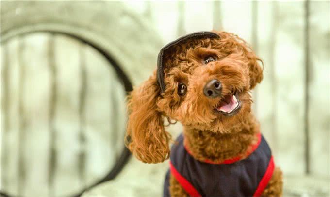 宠物养护知识:贵宾幼犬怎么养,小小的温度差就能影响幼犬的健康