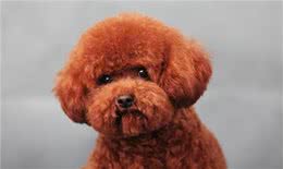 宠物养护知识:贵宾幼犬怎么养，小小的温度差就能影响幼犬的健康