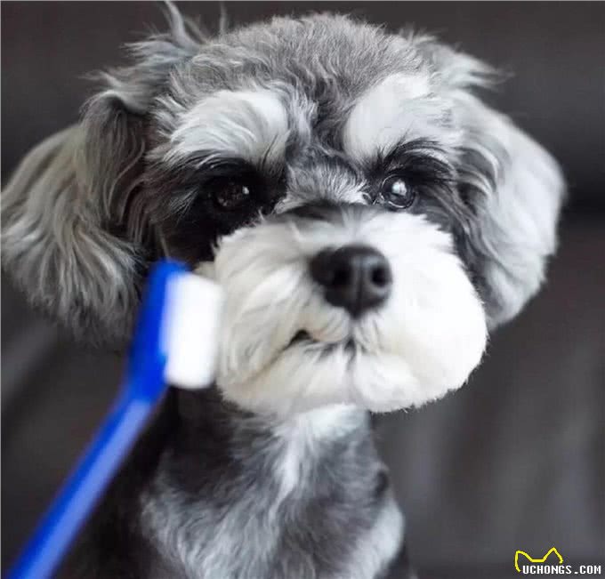 小老头雪纳瑞无人问津?铲屎官:缺点太多养不了!