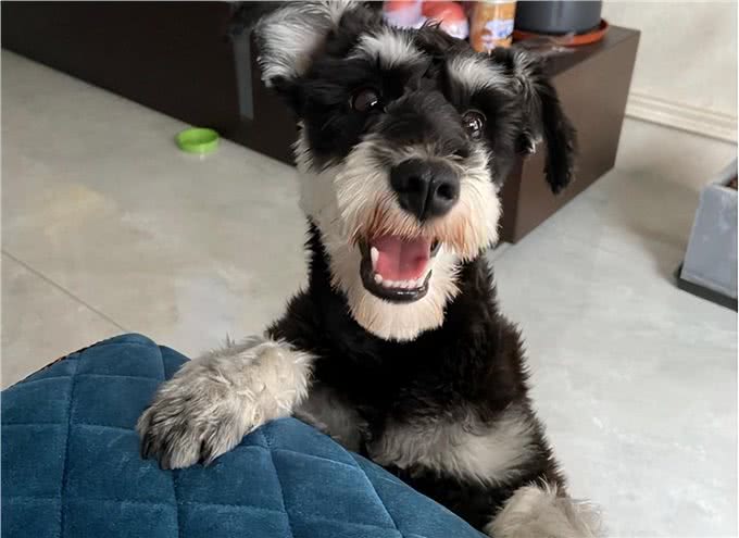 小老头雪纳瑞无人问津?铲屎官:缺点太多养不了!