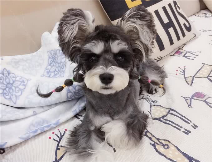 小老头雪纳瑞无人问津?铲屎官:缺点太多养不了!