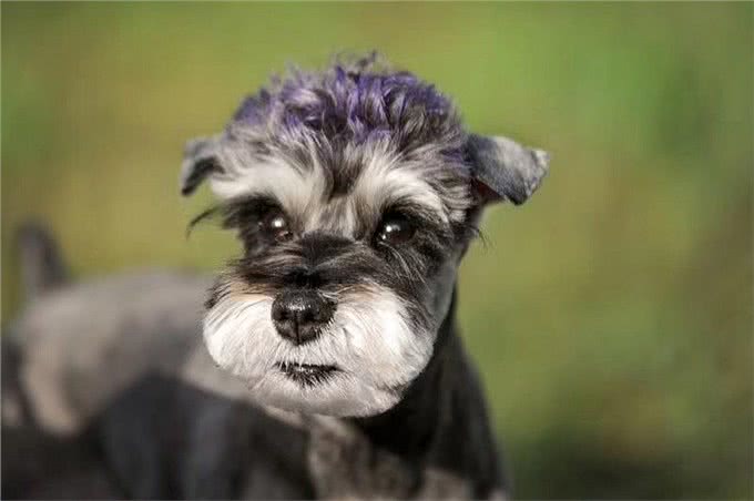 小老头雪纳瑞无人问津?铲屎官:缺点太多养不了!