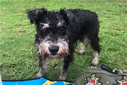 小老头雪纳瑞无人问津?铲屎官:缺点太多养不了!