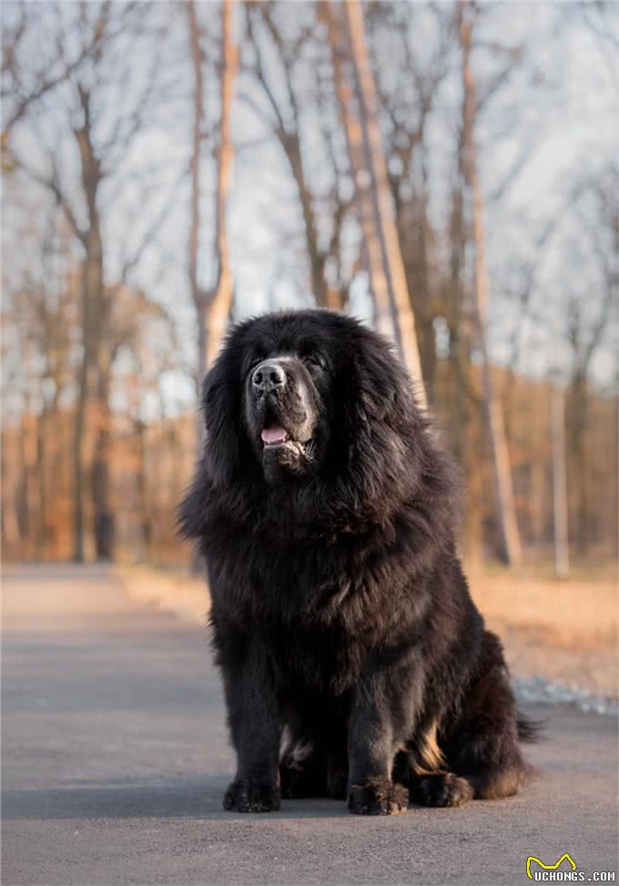 藏獒的介绍大全