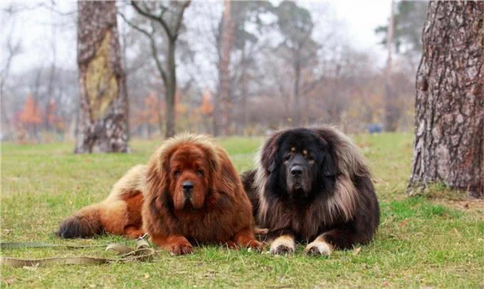 藏獒的介绍大全