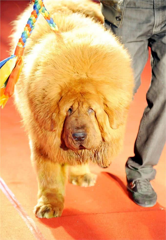 藏獒的介绍大全