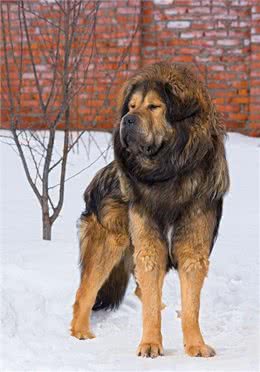 藏獒的介绍大全