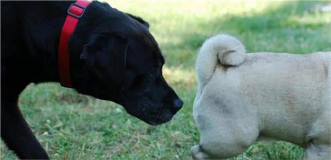 为什么狗狗交配前会先闻屁股，看似尴尬的小动作，却充满科学知识