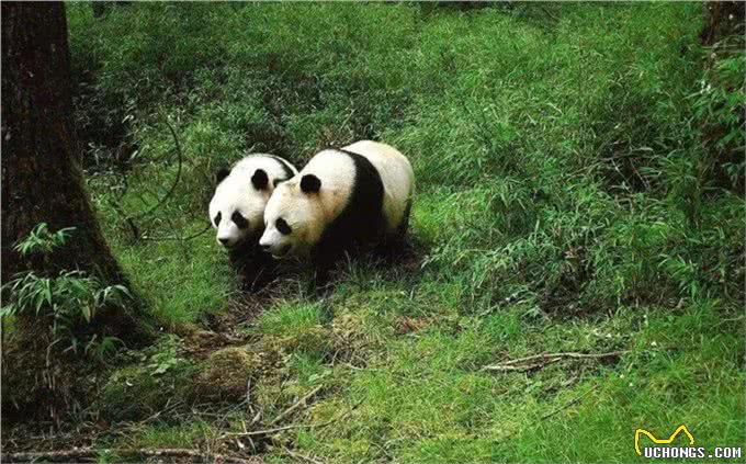 为什么狗狗交配前会先闻屁股,看似尴尬的小动作,却充满科学知识