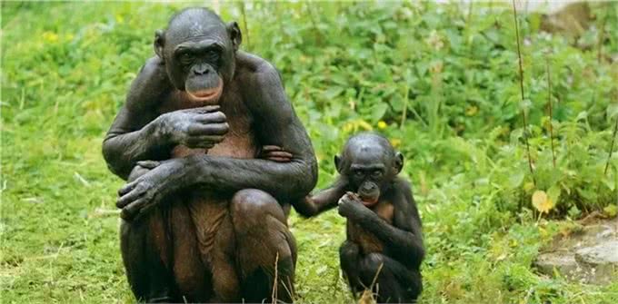 为什么狗狗交配前会先闻屁股，看似尴尬的小动作，却充满科学知识