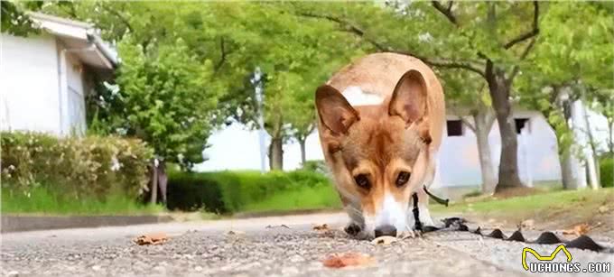 为什么狗狗交配前会先闻屁股,看似尴尬的小动作,却充满科学知识