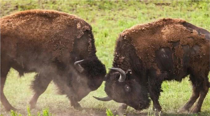 为什么狗狗交配前会先闻屁股,看似尴尬的小动作,却充满科学知识