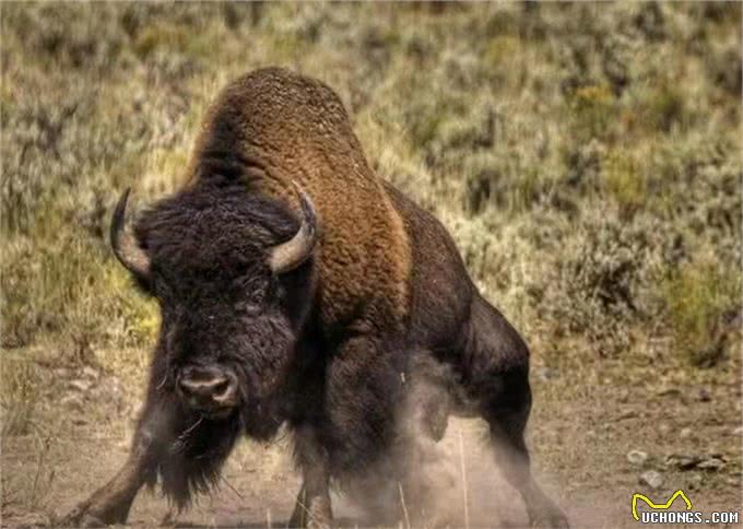 为什么狗狗交配前会先闻屁股,看似尴尬的小动作,却充满科学知识