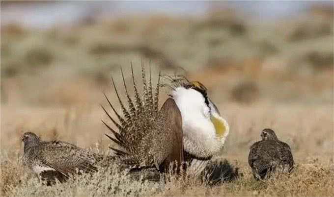 为什么狗狗交配前会先闻屁股,看似尴尬的小动作,却充满科学知识