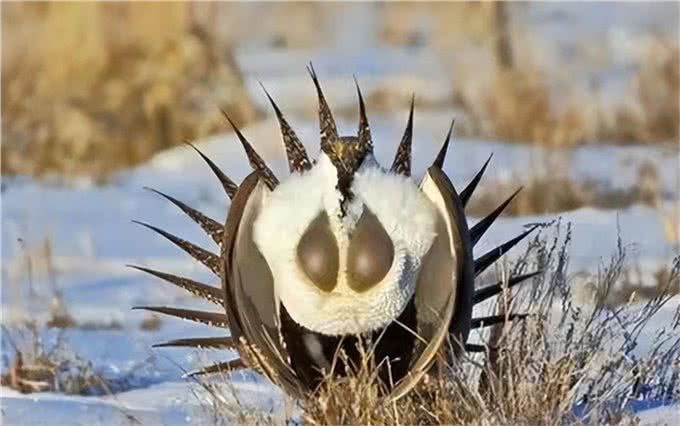 为什么狗狗交配前会先闻屁股,看似尴尬的小动作,却充满科学知识