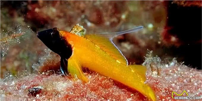 为什么狗狗交配前会先闻屁股,看似尴尬的小动作,却充满科学知识