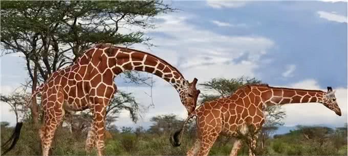 为什么狗狗交配前会先闻屁股,看似尴尬的小动作,却充满科学知识