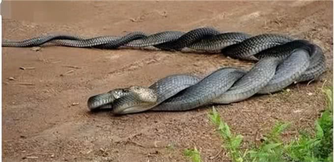 为什么狗狗交配前会先闻屁股,看似尴尬的小动作,却充满科学知识