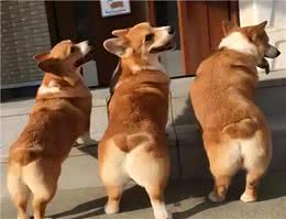 为什么狗狗交配前会先闻屁股，看似尴尬的小动作，却充满科学知识