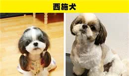 适合那些第一次养狗的人的8种犬种