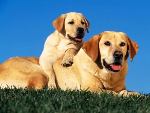 要想崽健康,母犬产后饮食很重要