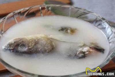 要想崽健康,母犬产后饮食很重要