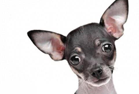 这种狗没有难闻的体味,想养狗的人进来看看