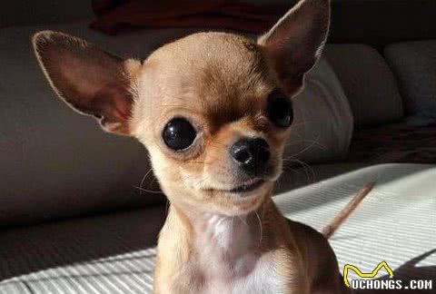 这种狗没有难闻的体味,想养狗的人进来看看