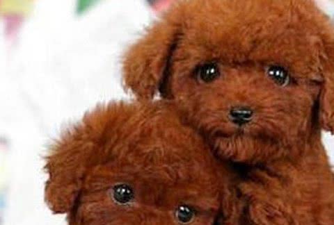 这种狗没有难闻的体味,想养狗的人进来看看