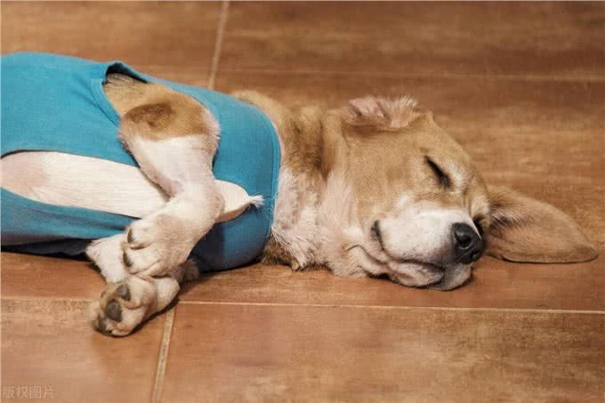 千万不要给狗狗喂食哪些东西?